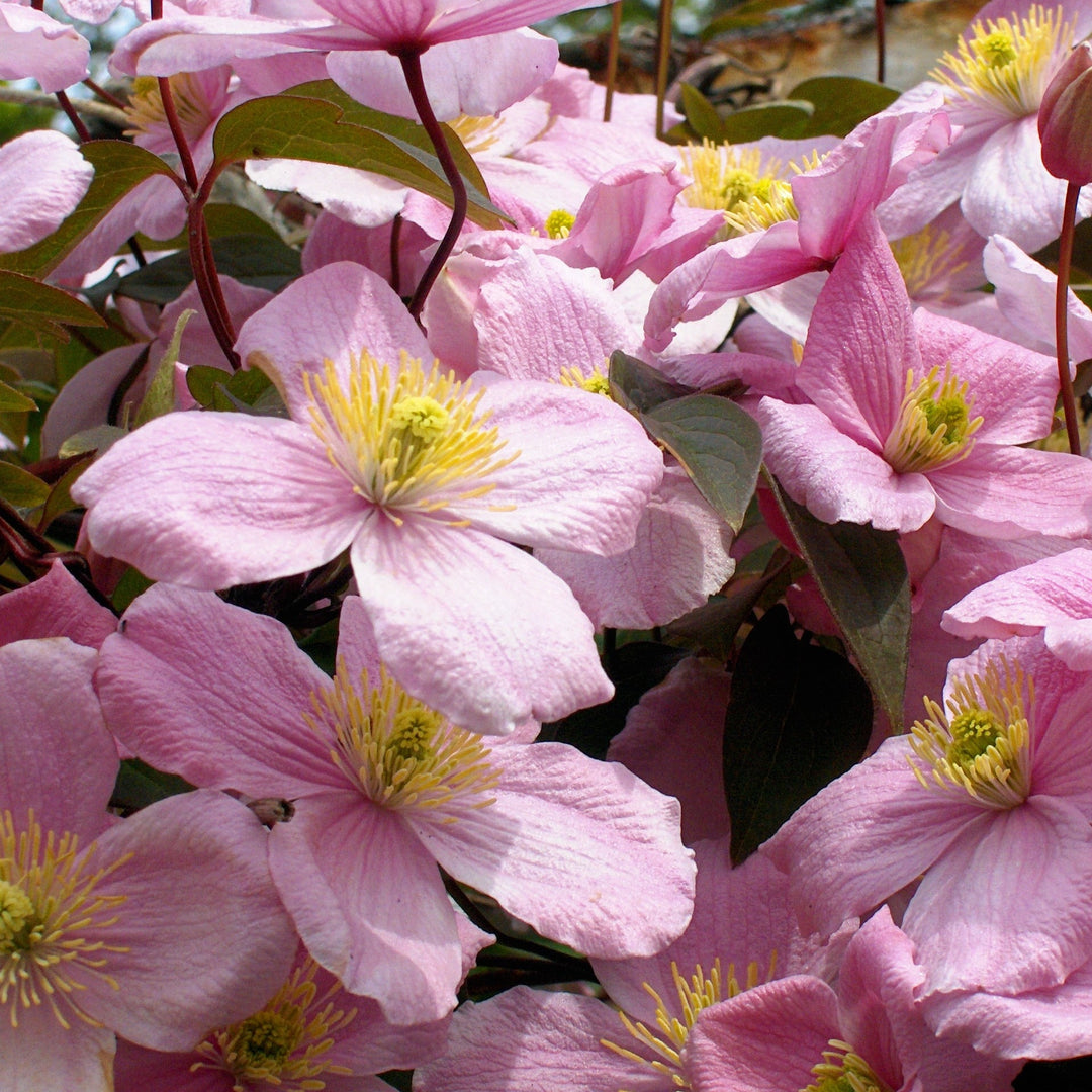 Clematis-montana-rubens-Flower-1