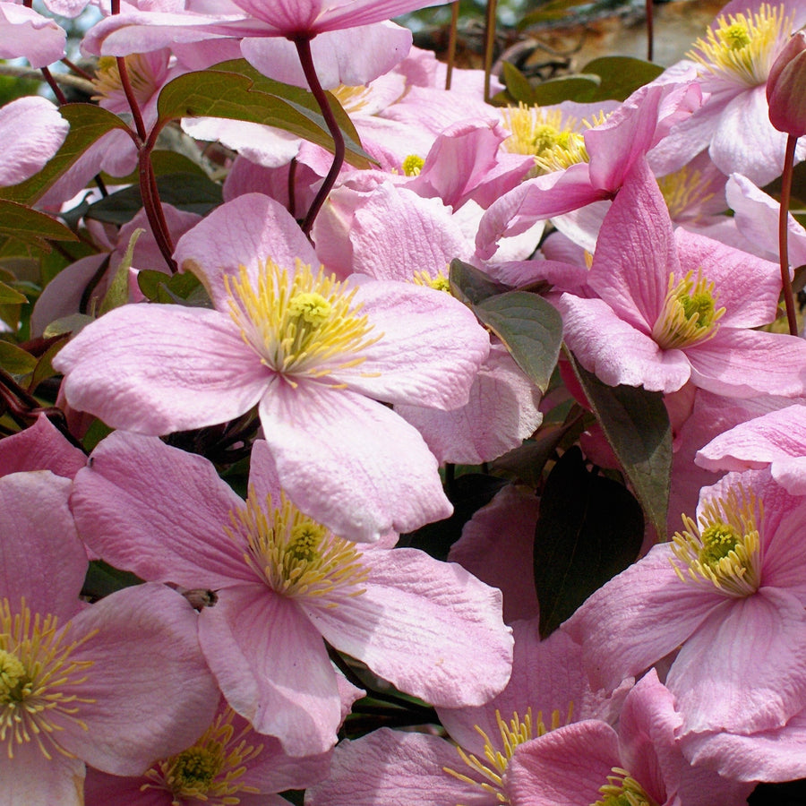 Clematis-montana-rubens-Flower-1
