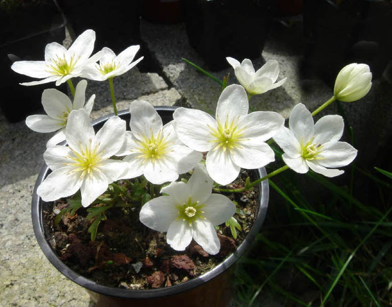 Clematis-Joe-S-pot-Potted-2