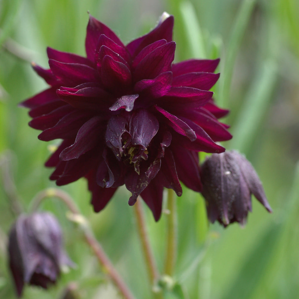 Aquilegia Black Barlow - Herbaceous - Windyridge Garden Centre