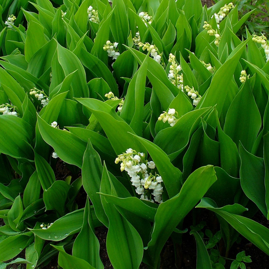CONVALLARIA maj. Prolificans