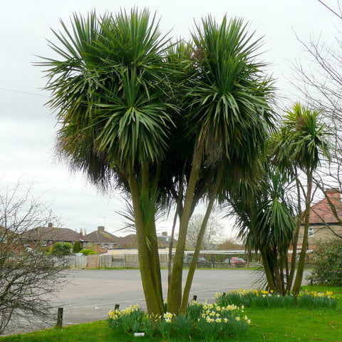 Cordyline Australis Clt 7/10 - Herbaceous - Windyridge Garden Centre