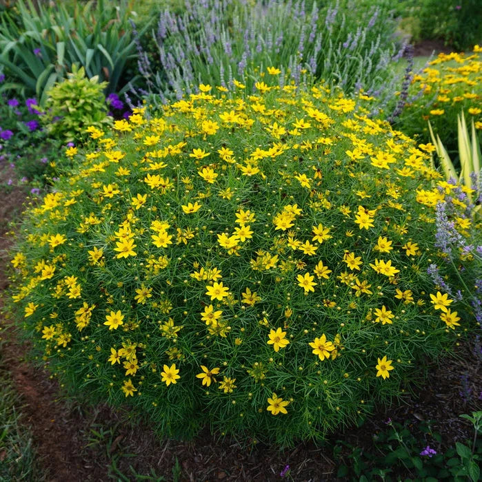 Coreopsis verticillata Zagreb 2lt Pot - Herbaceous - Windyridge Garden Centre