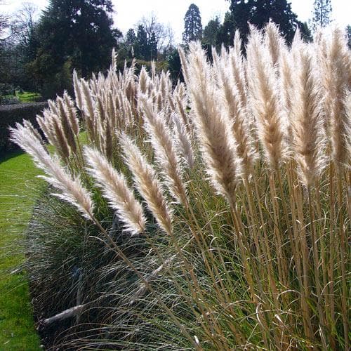 Cortaderia selloana Junior  5 Ltr pot