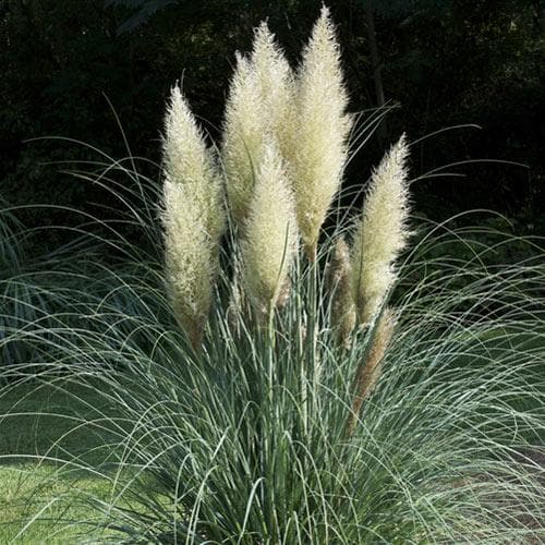 Cortaderia Selloana - Herbaceous - Windyridge Garden Centre
