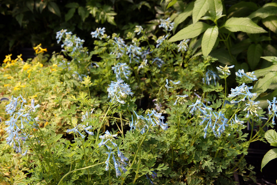 CORYDALIS elata