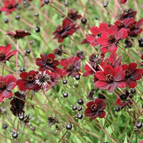 Cosmos atrosanguin. Chocamocha - Herbaceous - Windyridge Garden Centre