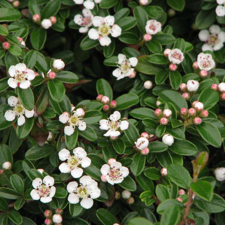 COTONEASTER-dammeri-Flower