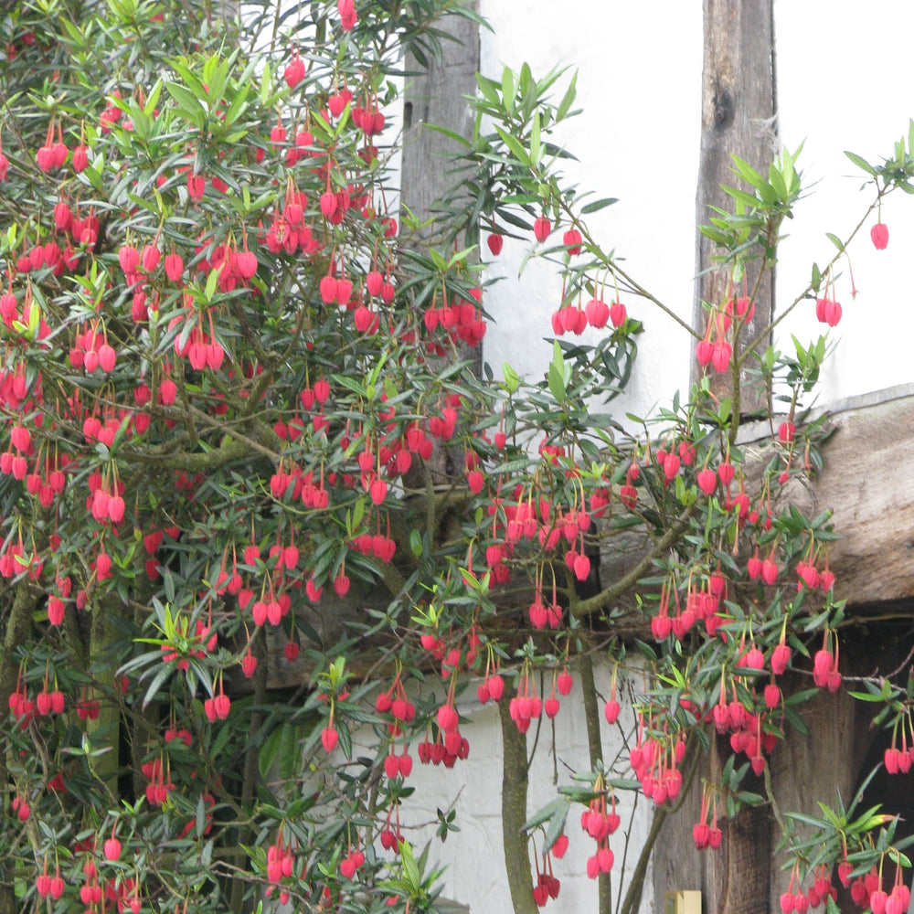 Crinodendron Hookeranum - Shrubs - Windyridge Garden Centre