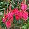 Crinodendron Hookerianum - Shrubs - Windyridge Garden Centre