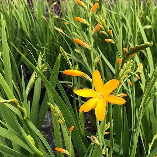 Crocosmia George Davison 2L - Herbaceous - Windyridge Garden Centre