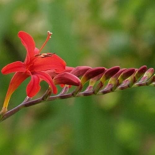 Crocosmia Lucifer - Herbaceous - Windyridge Garden Centre