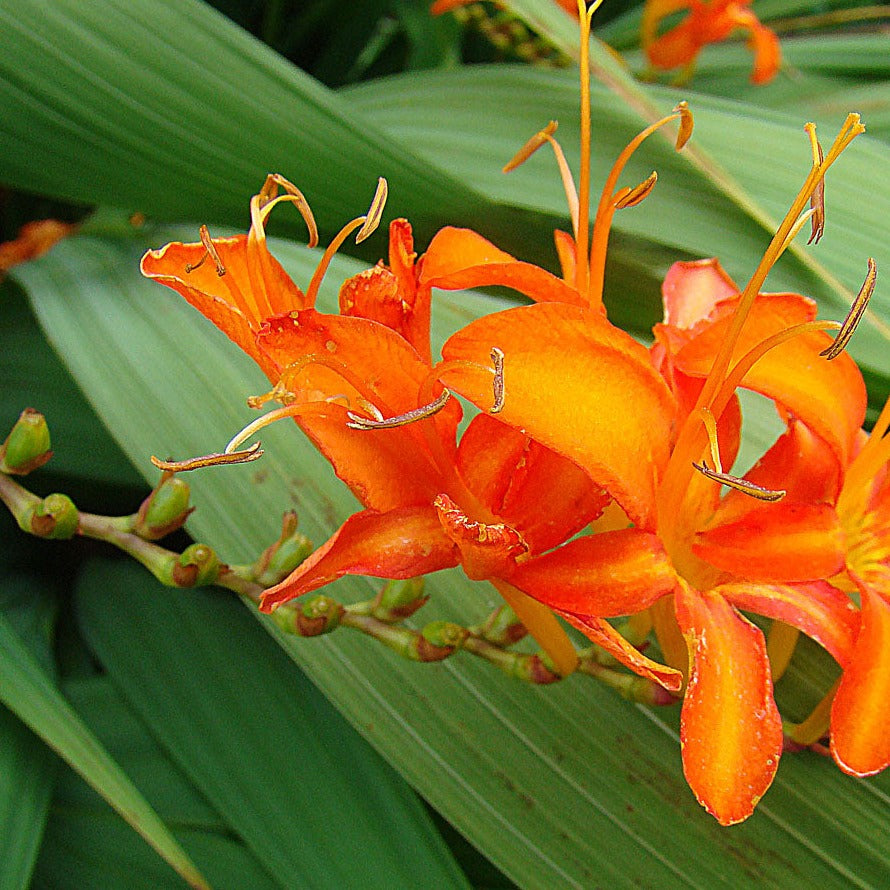 Crocosmia Masoniorum