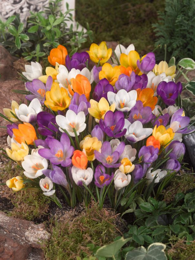 CROCUS SPECIE MIXED COLOURS X 15