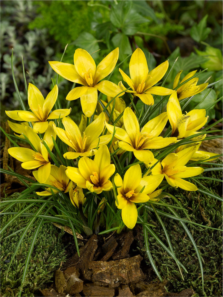 CROCUS KOROLKOWII 12
