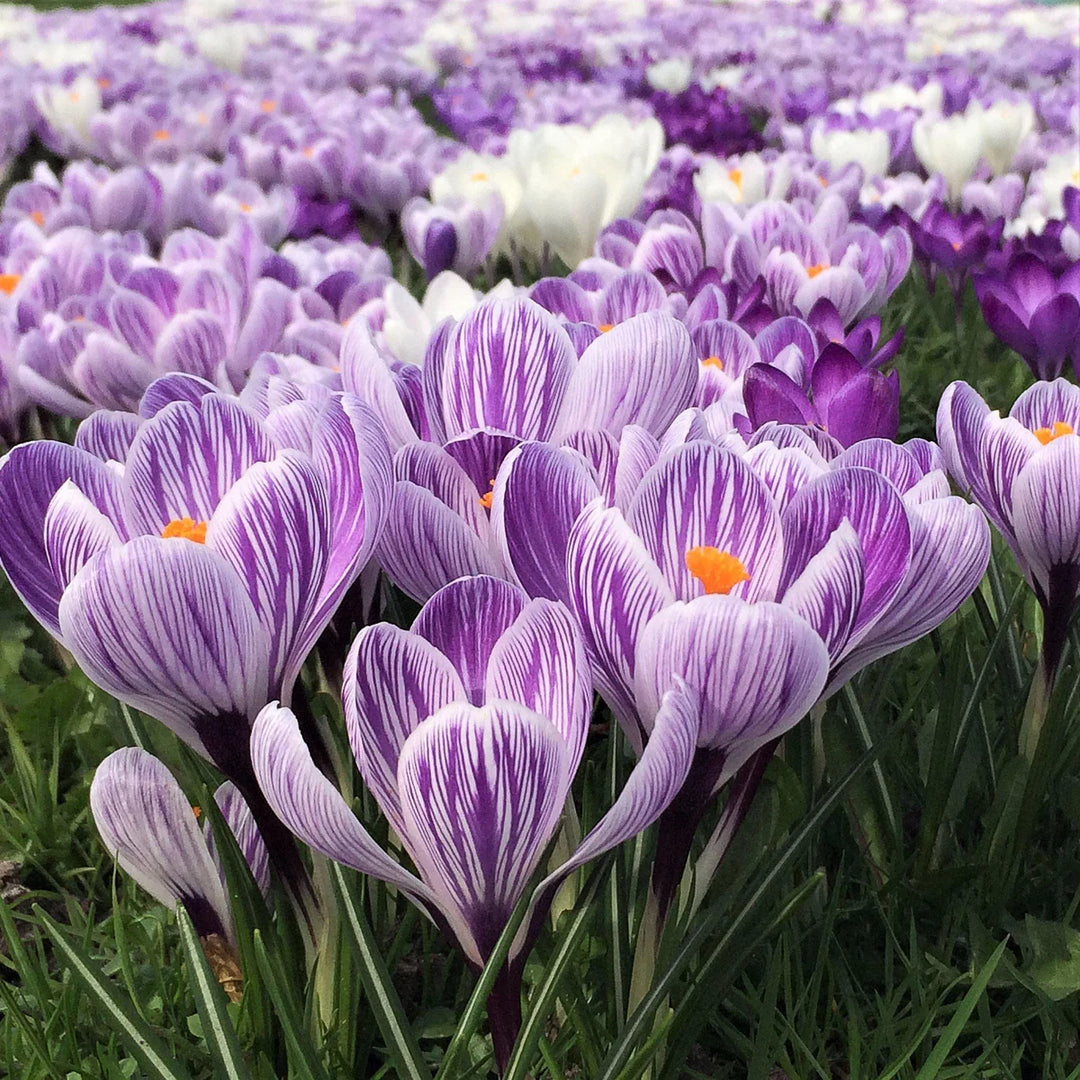 CROCUS KING OF THE STRIPED X 10