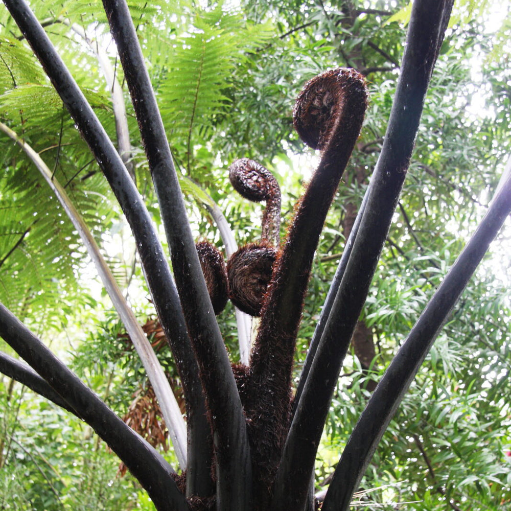 Cyathea Medullaris 60 Litres Pot - Trees - Windyridge Garden Centre