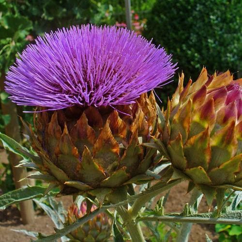 Cynara cardunculus