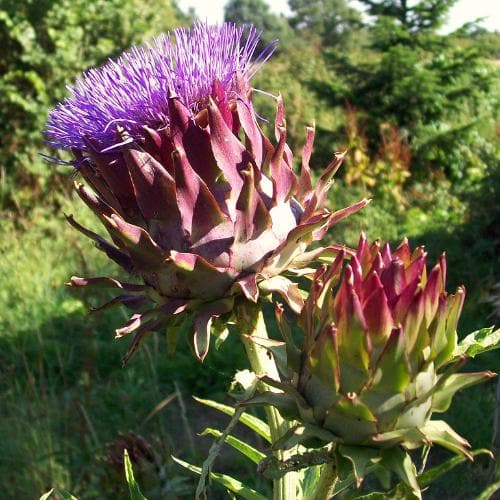 Cynara cardunculus