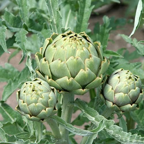 Cynara cardunculus