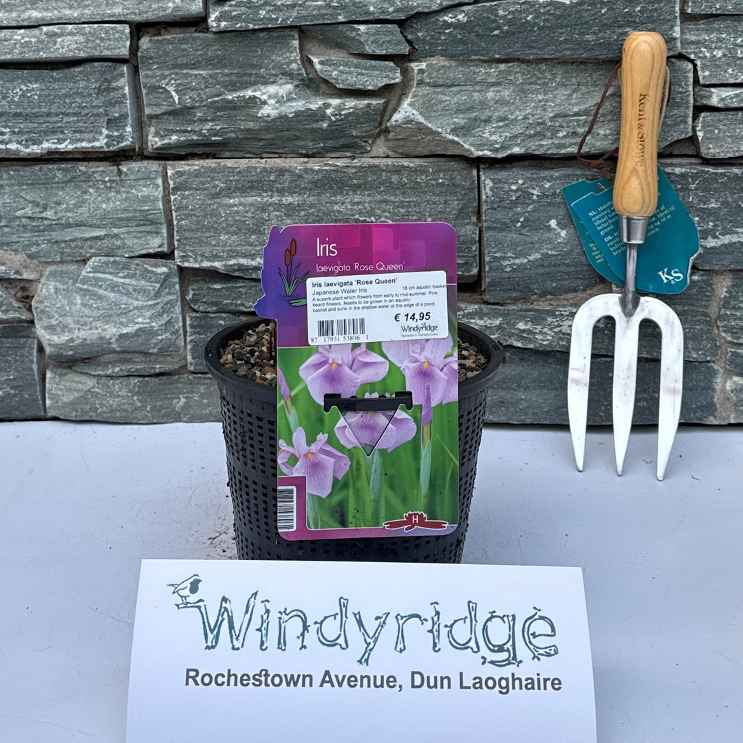 Iris Laevigata Rose Queen  18 Cm Aquatic Basket - Herbaceous - Windyridge Garden Centre