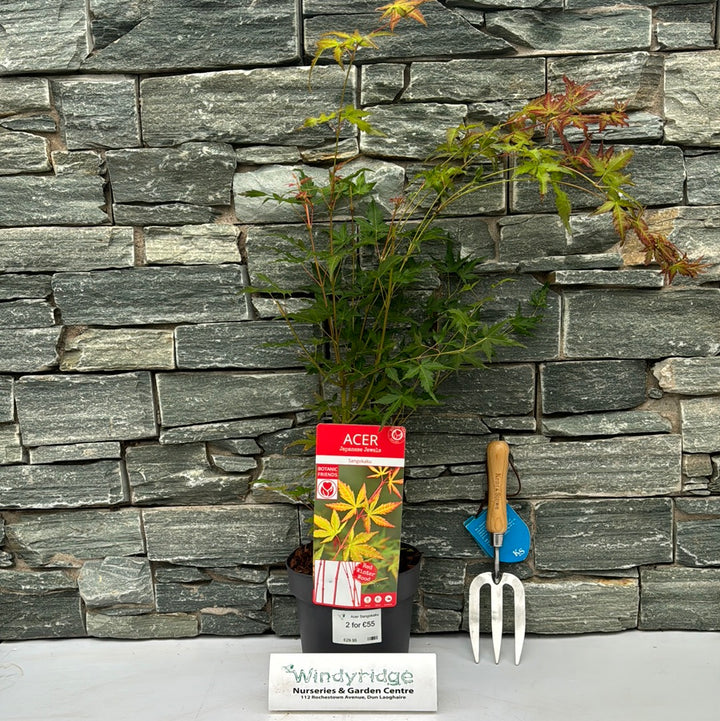 Acer Sangokaku