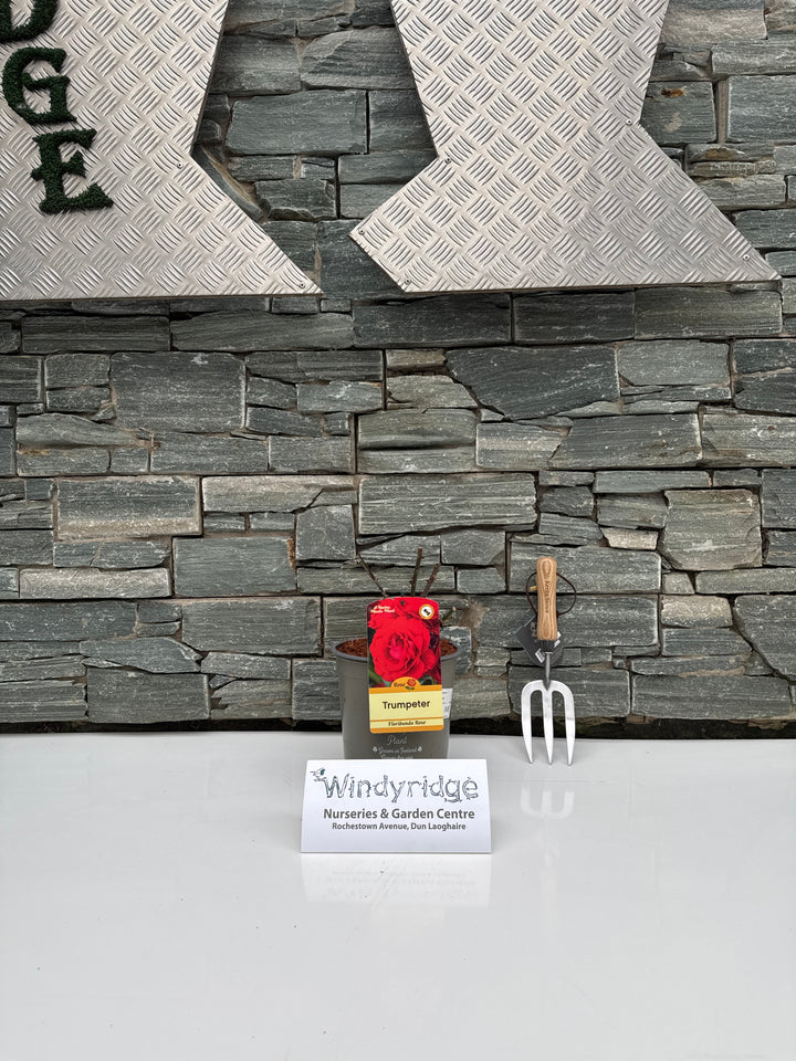 ROSA TRUMPETER Floribunda