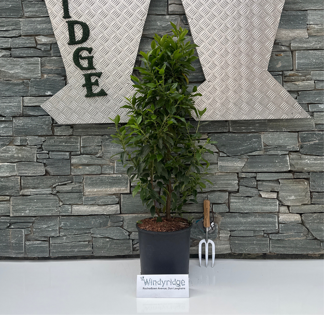 PRUNUS LUSIT. ANGUSTIFOLIA 10ltr