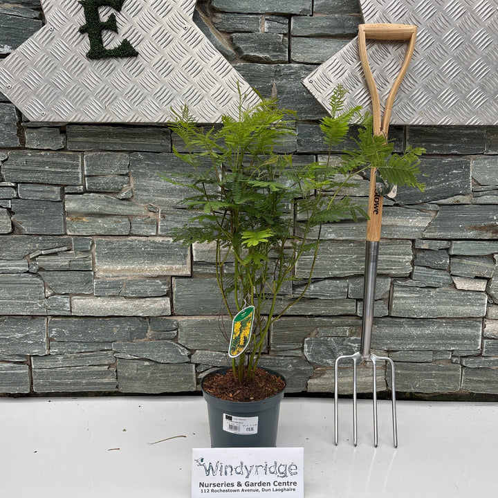 ACACIA DEALBATA 3 lt