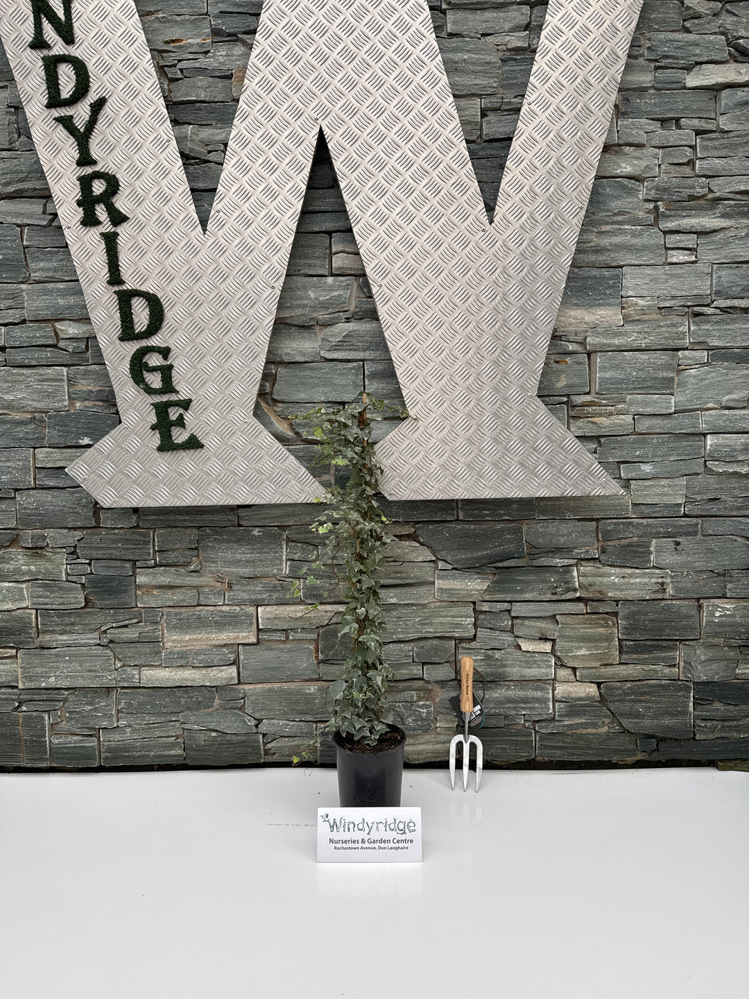 Hedera Kolibri 3ltr pots