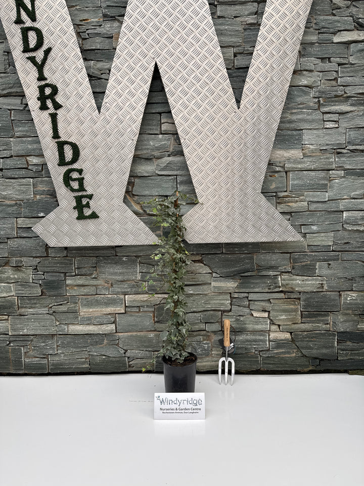 Hedera Kolibri 3ltr pots