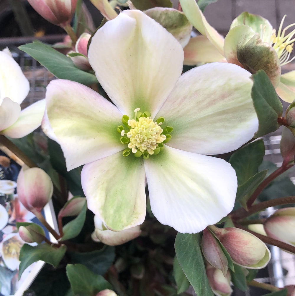 Helleborus (Hgc) Mallory  P15 - Herbaceous - Windyridge Garden Centre