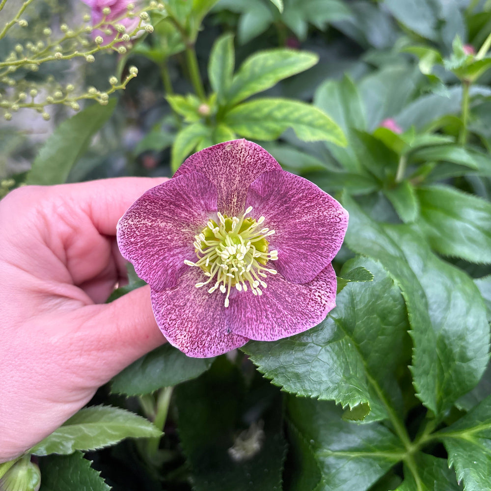 Helleborus Hello Pink P17 - Herbaceous - Windyridge Garden Centre