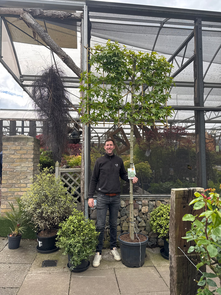 Liquidambar s. Worplesdon C45 HS Pleached 12/14 180cm stem 150x120