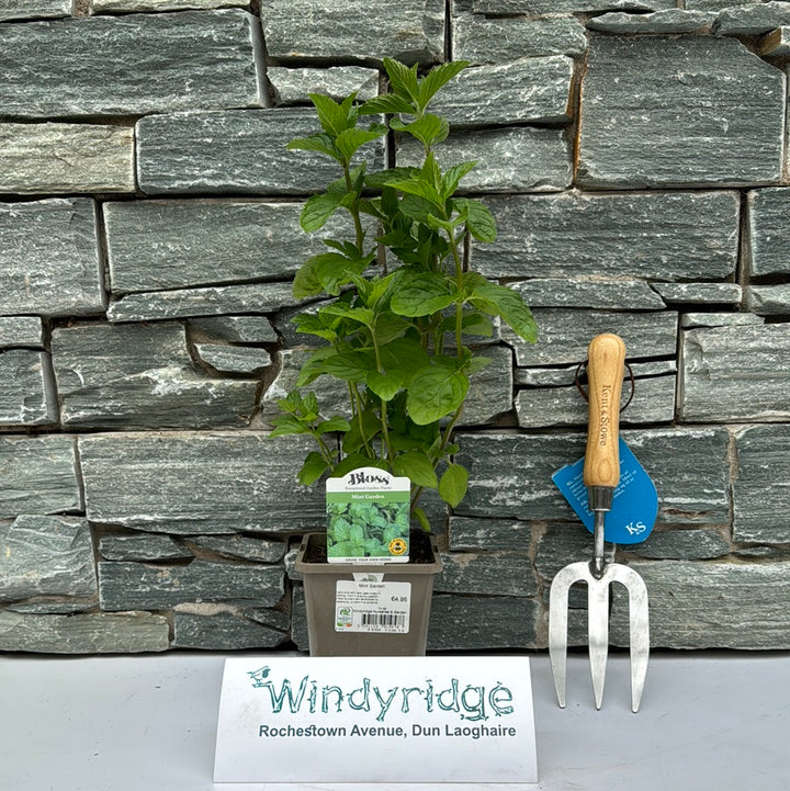Mint Garden