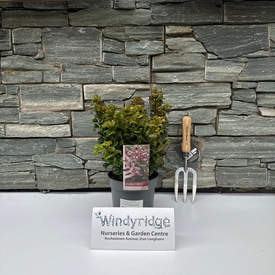 Leucothoe axil. Curly Red