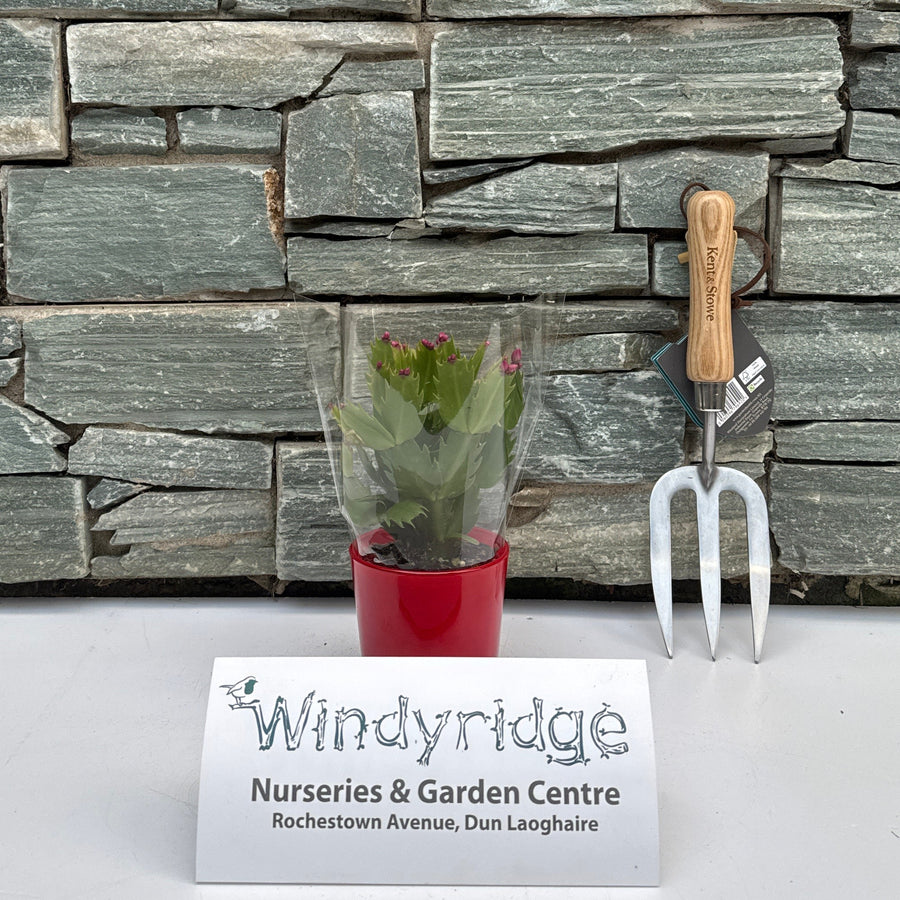 Schlumbergera Red -  - Windyridge Garden Centre