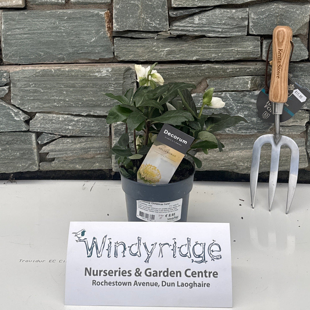 Helleborus Christmas Carol P12 - Herbaceous - Windyridge Garden Centre