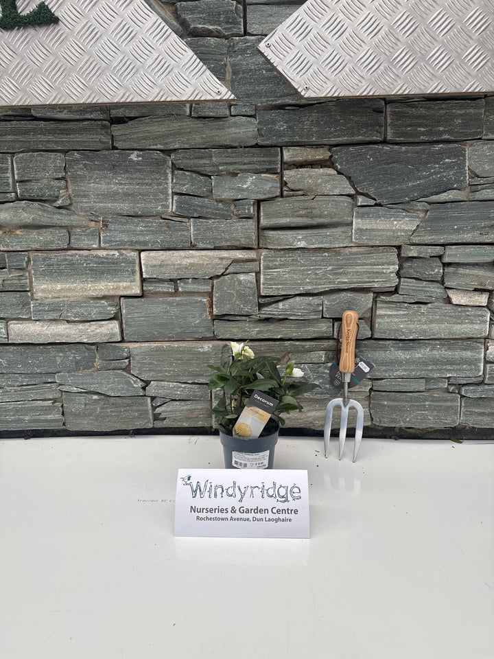 Helleborus Christmas Carol P12