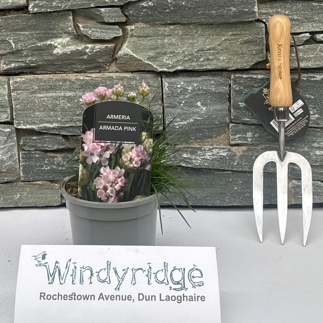 Armeria Armada Pink - Herbaceous - Windyridge Garden Centre