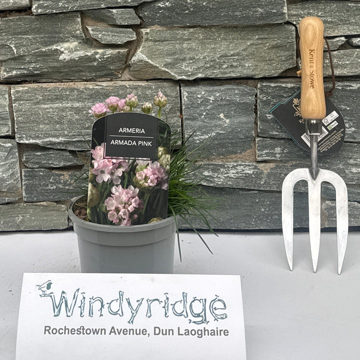 Armeria Armada Pink - Herbaceous - Windyridge Garden Centre