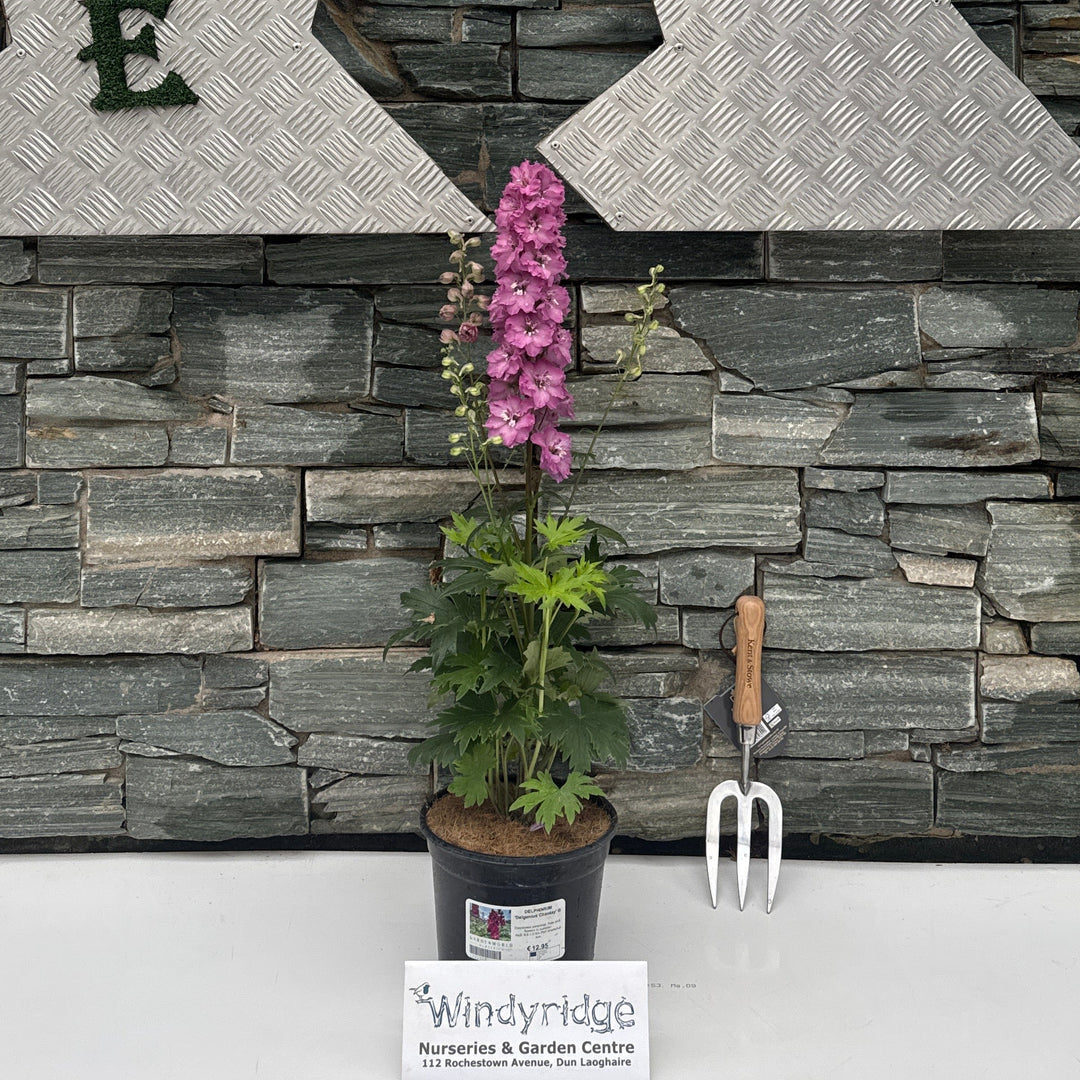 DELPHINIUM 'Delgenius Chantay' ®