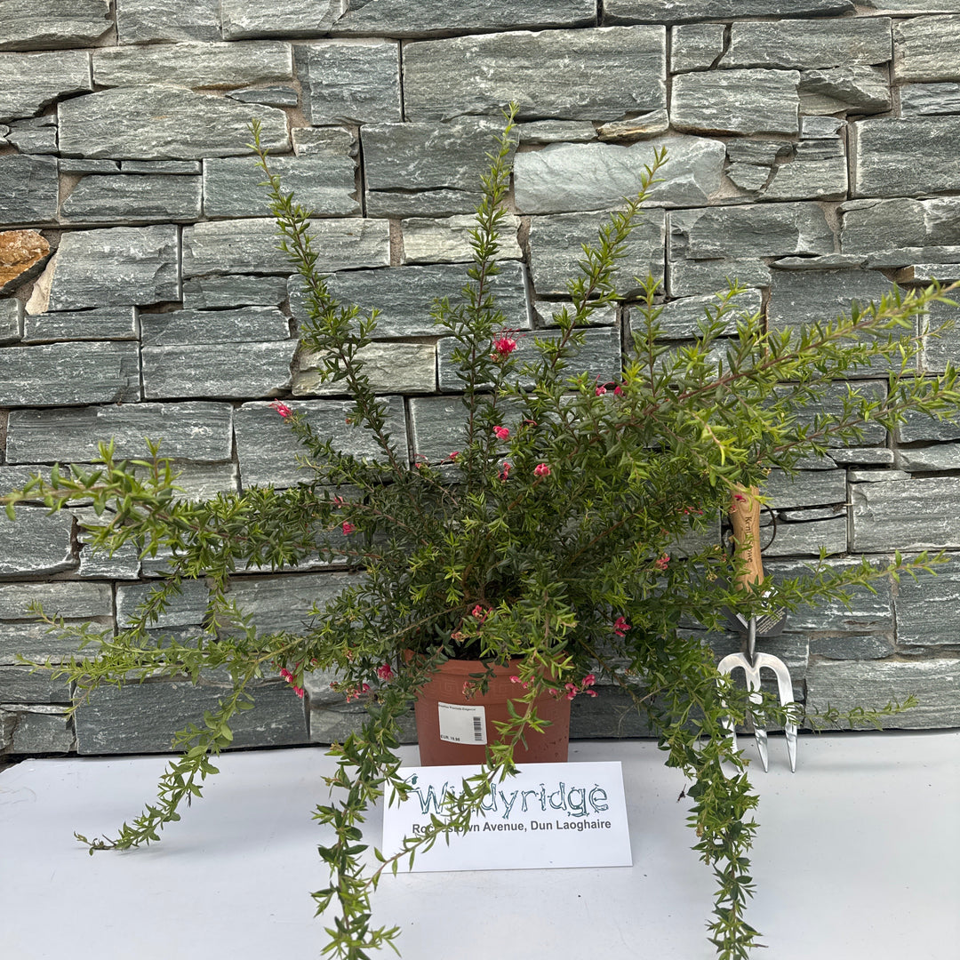 Grevillea Poorinda Elegance
