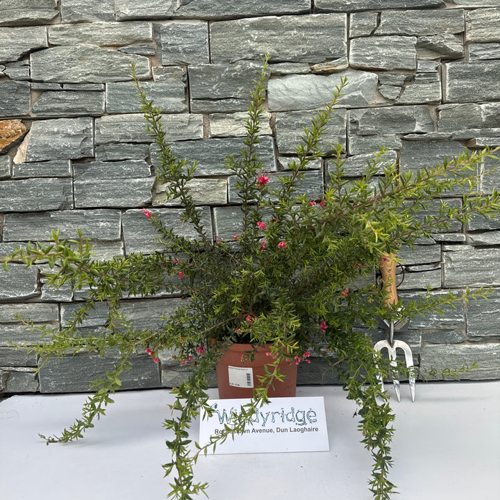Grevillea Poorinda Elegance