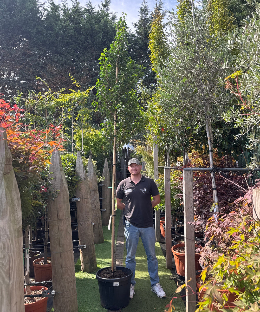 Prunus lusitanica 'Brenelia' C 25 High-standard 8/10