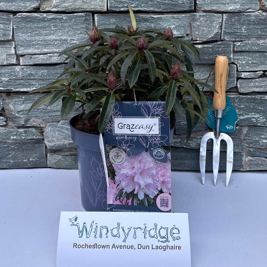 Rhododendron Pon. Grazeasy Soft Pink - Shrubs - Windyridge Garden Centre