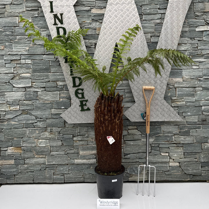 Dicksonia Antarctica 90-100cm 3 foot - Trees - Windyridge Garden Centre