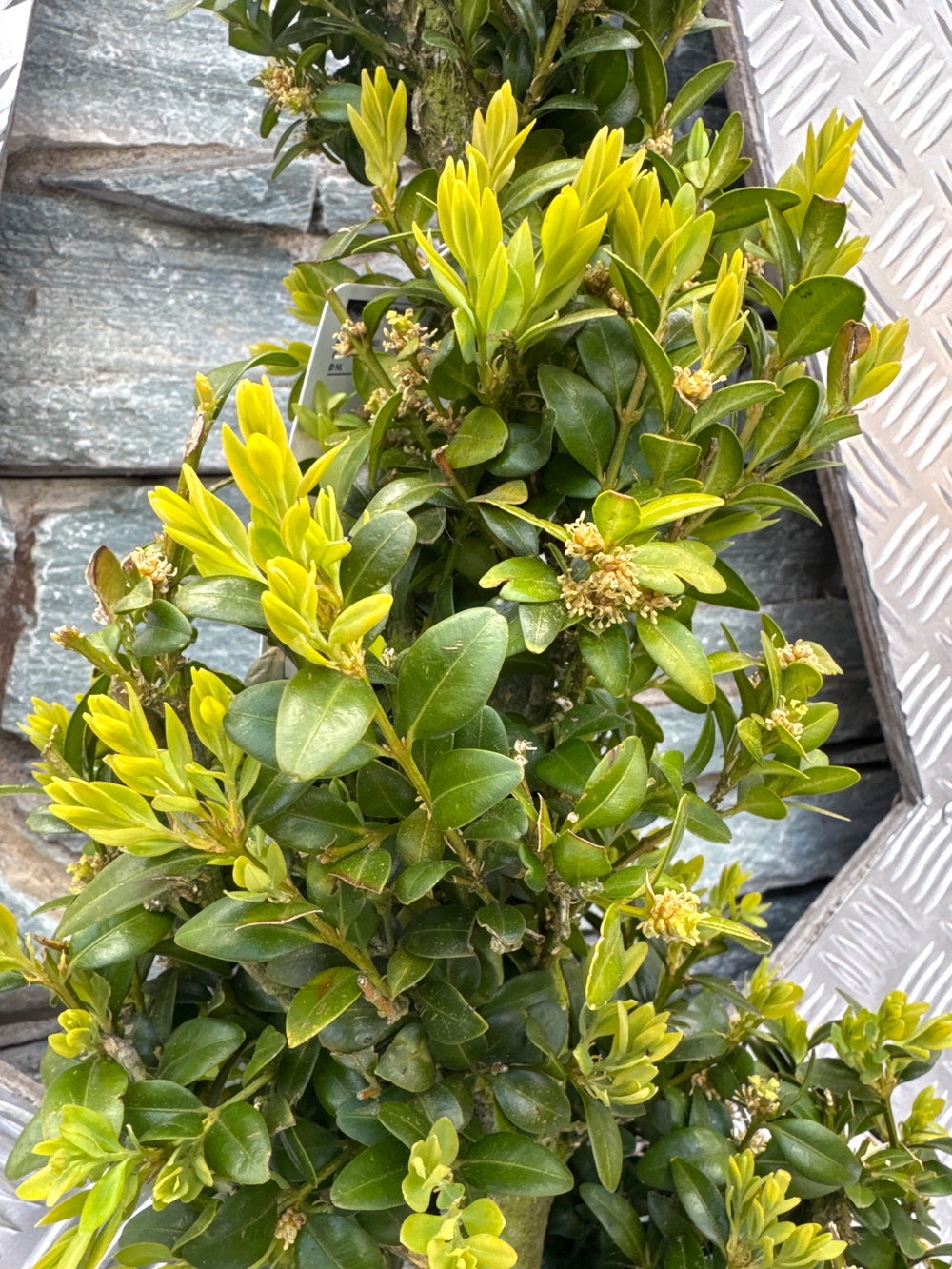 Buxus Spiral 100Cm - Standard Trees And Topiary - Windyridge Garden Centre