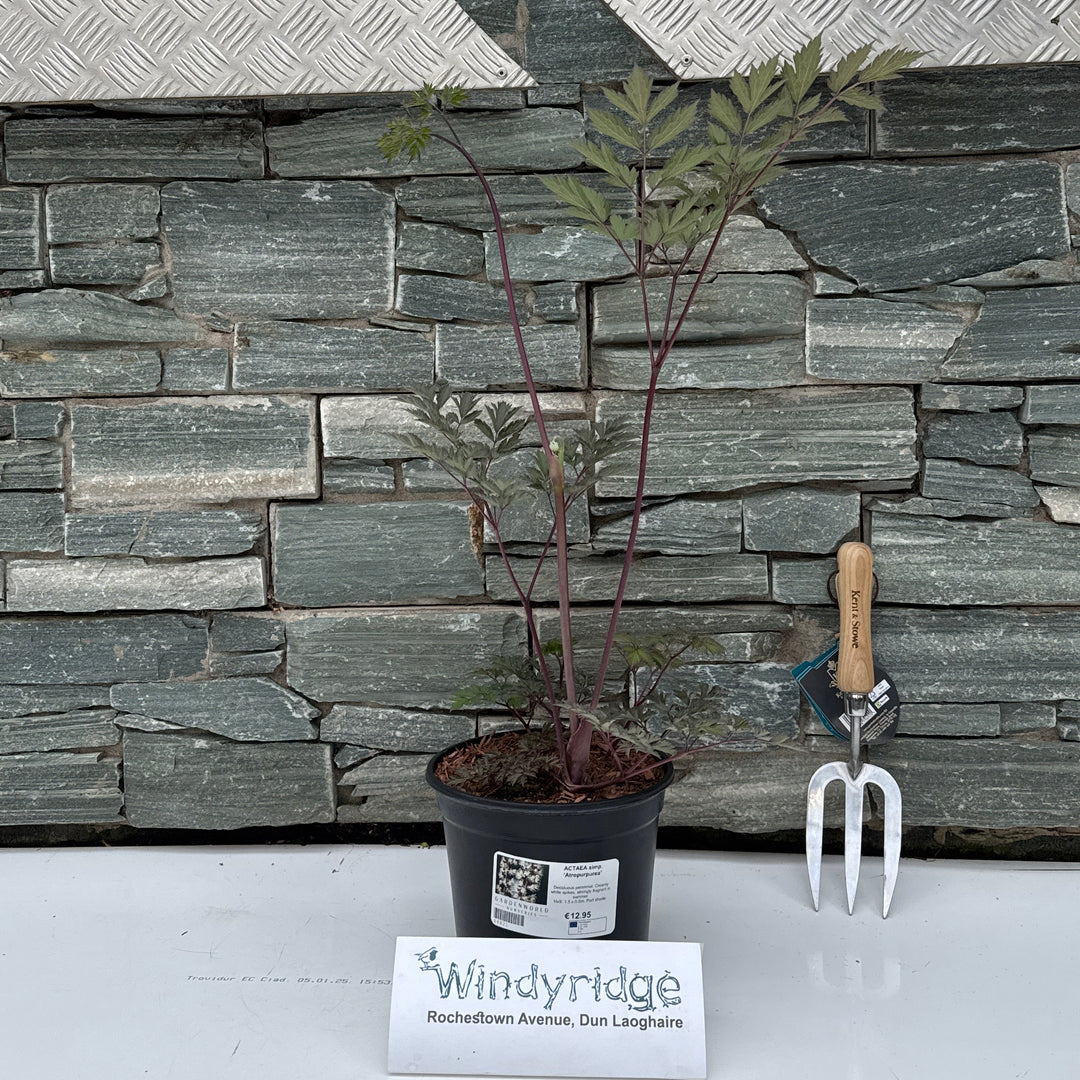 ACTAEA simp. 'Atropurpurea' - Herbaceous - Windyridge Garden Centre