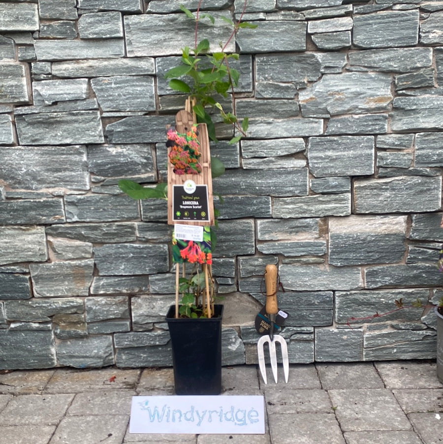Lonicera-brownii-Dropmore-Scarlet-Potted